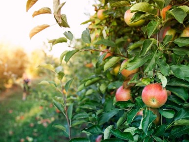 ����������� ���������� ������� ������ ����� �����