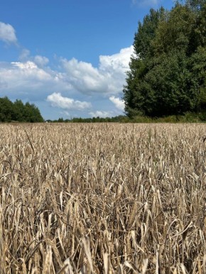 ��� ����������� �������� ��� ������: 30 �������� ������� � �������