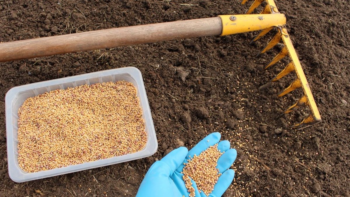 Как сидераты за 57 рублей гарантируют богатый урожай картошки