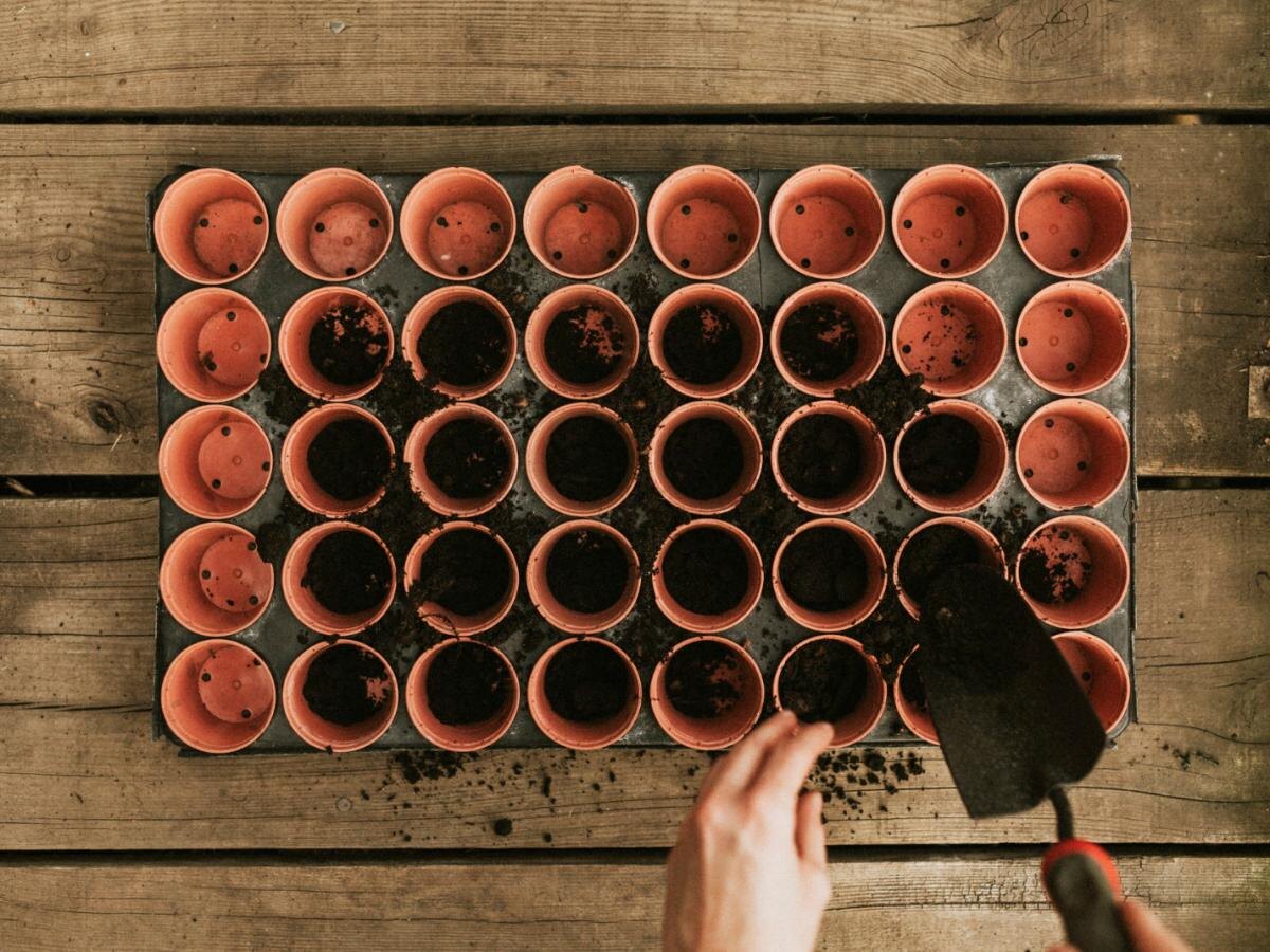 Как спички могут спасти ваши цветы от вредителей и улучшить почву