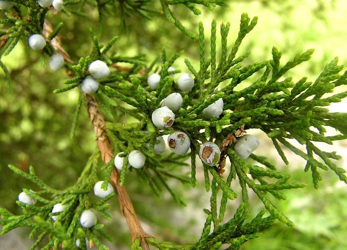 Как туя ставит под угрозу соседей по саду