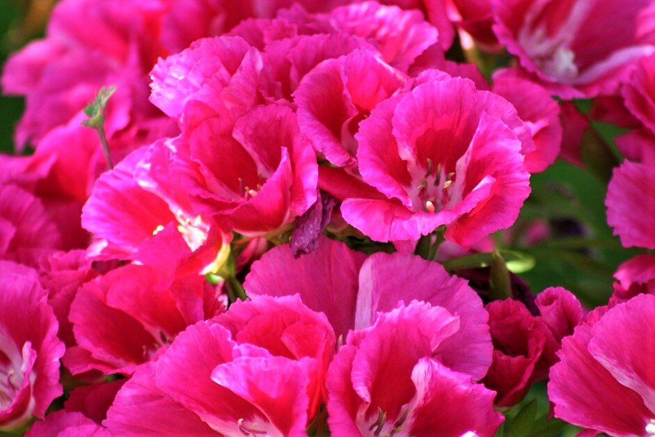 Годеция: яркое цветение до поздней осени