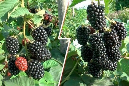 Ежевика Вождь Джозеф: секрет успеха американского сорта с двойным урожаем