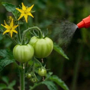 Секреты успешного урожая томатов: как добиться плодов из каждого цветка
