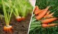 Как правильно собирать морковь: советы и лунный календарь на 2024 год