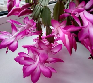 Уход за декабристом после цветения в январе: обрезка, полив и пересадка для крепкого роста