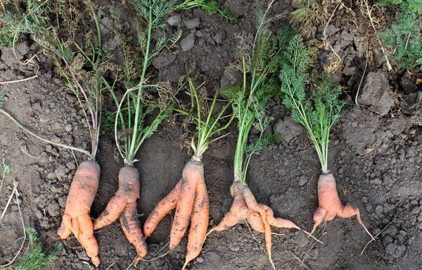 ������ �������: ������� � ������� ��� ��������� ������