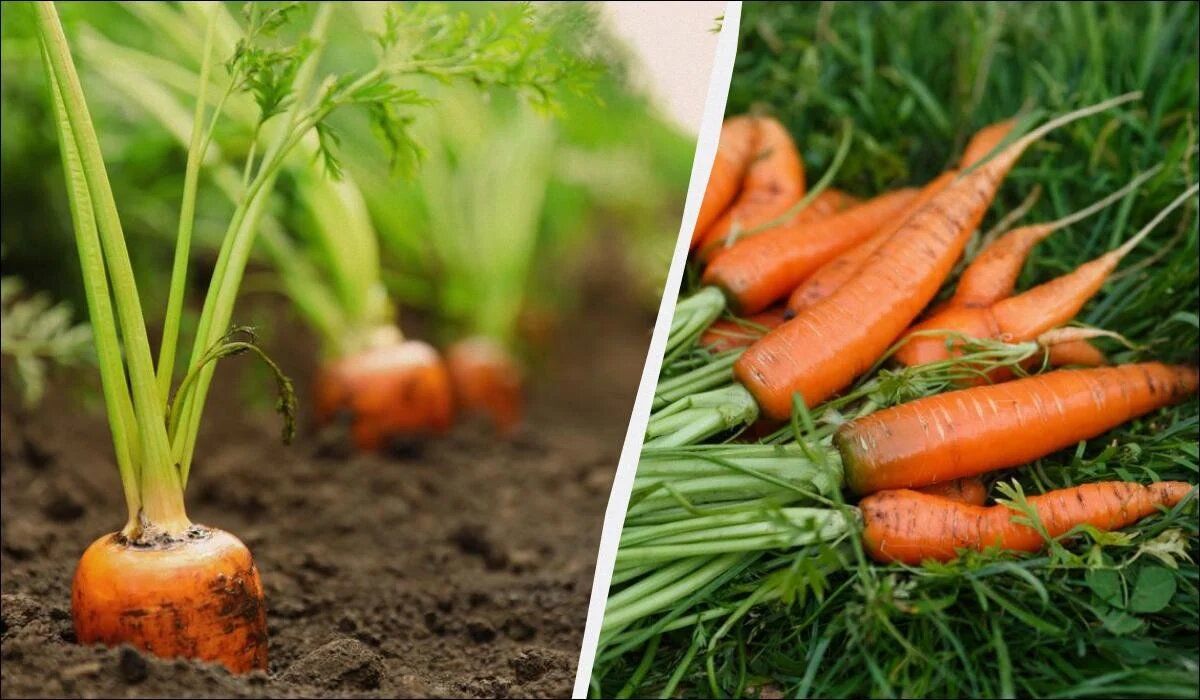 ��� ��������� �������� �������: ������ � ������ ��������� �� 2024 ���