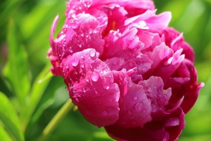 Весенняя магия: как правильно подкармливать пионы для восхитительного цветения