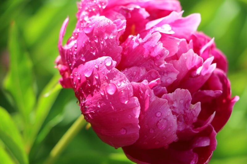 Весенняя магия: как правильно подкармливать пионы для восхитительного цветения