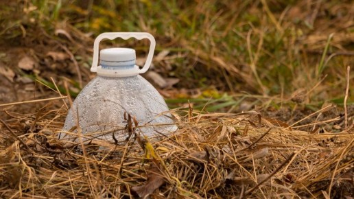Как успешно размножить розы осенью: секреты укоренения
