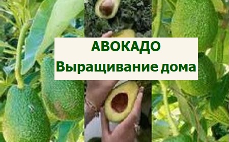 Выращивание авокадо в домашних условиях