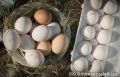 Тайны куриных яиц: что нужно знать в 2025 году