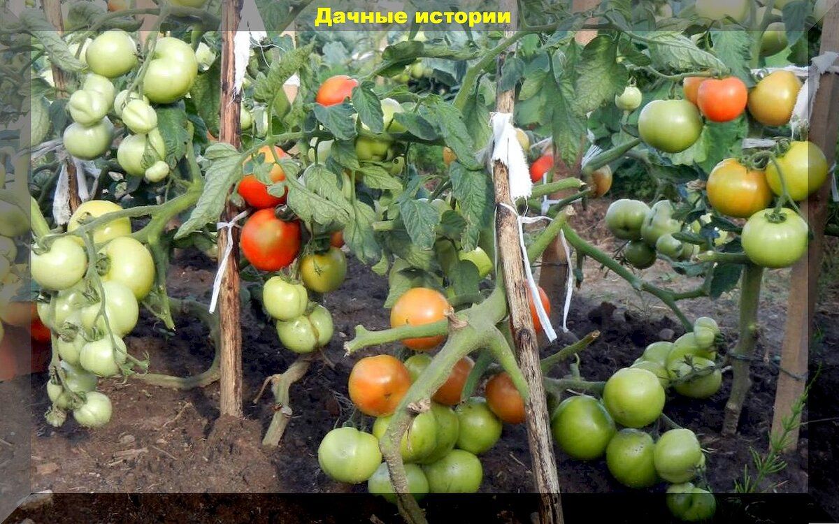 ��� ������� ��������� ����� ������� ��� ������ ������� � 2025 ����