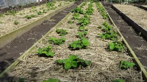 Секреты успешного выращивания клубники: как получить сладкие ягоды