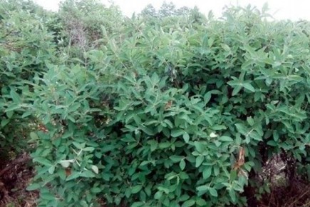 Тайны жимолости Павловской: почему её выбирают садоводы нового поколения