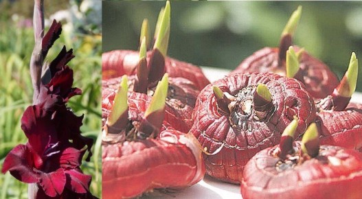 Как правильно хранить гладиолусы зимой: советы и рекомендации