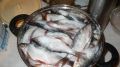 Засолка рыбы в домашних условиях: секреты и лучшие рецепты