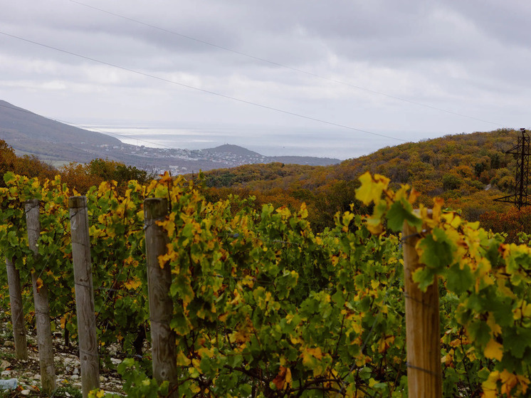 Воспитание нового поколения виноделов: «Абрау-Дюрсо» на пути к кадровым успехам