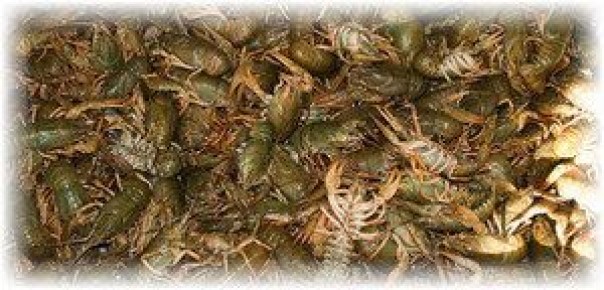 ��� ��������� ������� ����� ����� ����