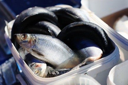 ������ �� ������ ����� �� �����������: ��� ���������� ���� �� ���� � ������