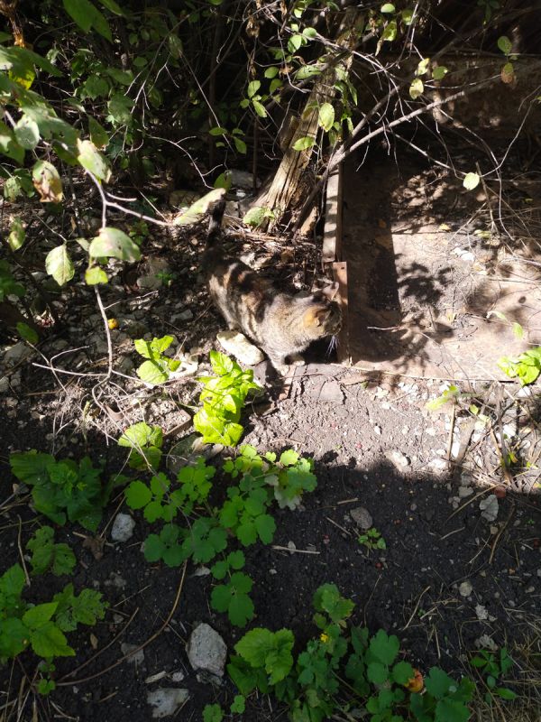 Садовые приключения: обновления и кулинарные успехи