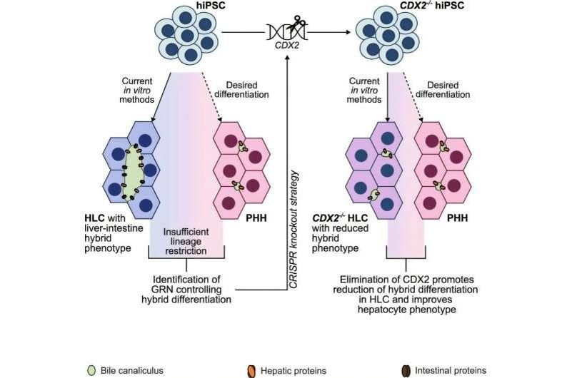 В прорыве медицины: ученые создали клетки печени без генетического вмешательства