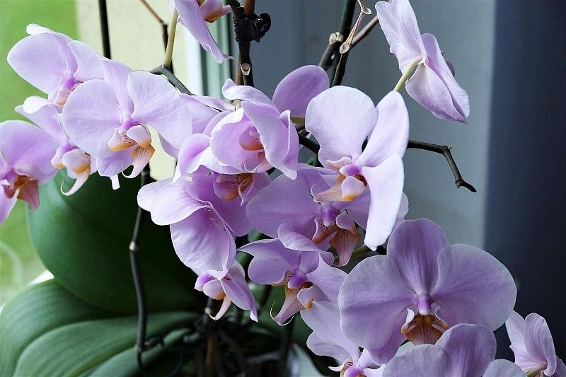 ��� ��������� ������� �� ����������: ��� ����������� ������