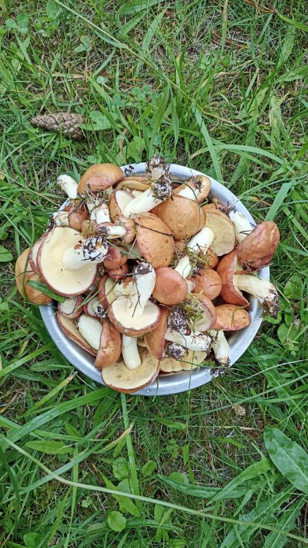 Ароматное ушное с бараньими потрохами и грибами в русской печи