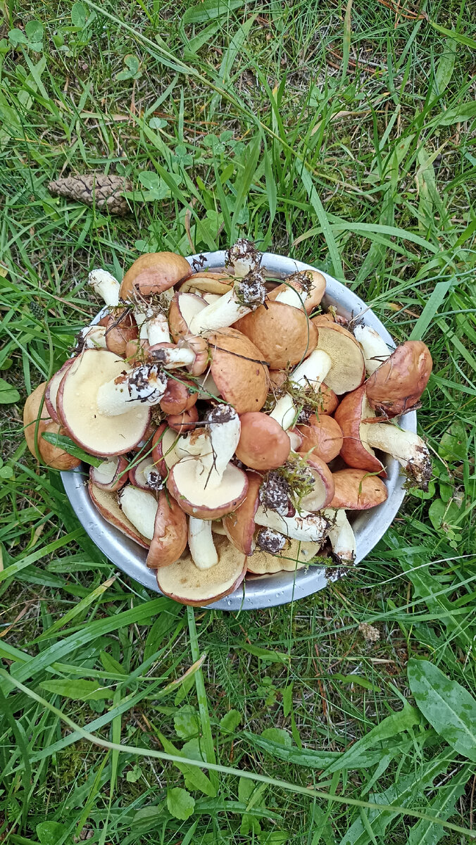 Ароматное ушное с бараньими потрохами и грибами в русской печи