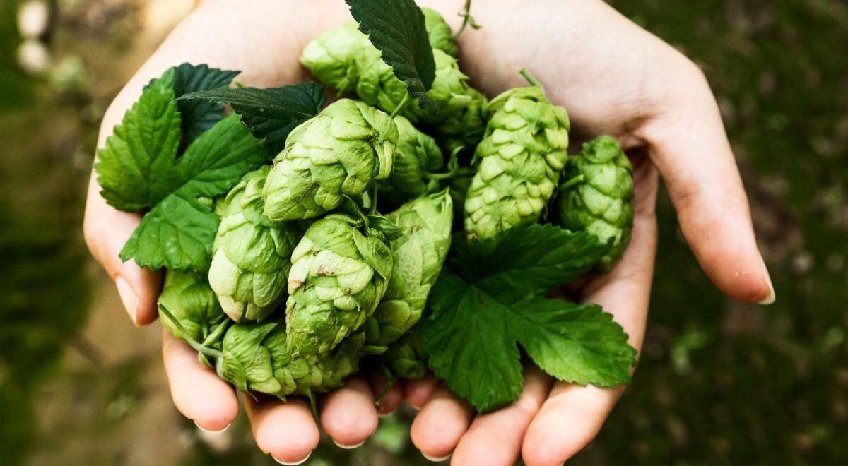 Собираем редкие побеги: почему хмель стал самым дорогим съедобным растением в мире