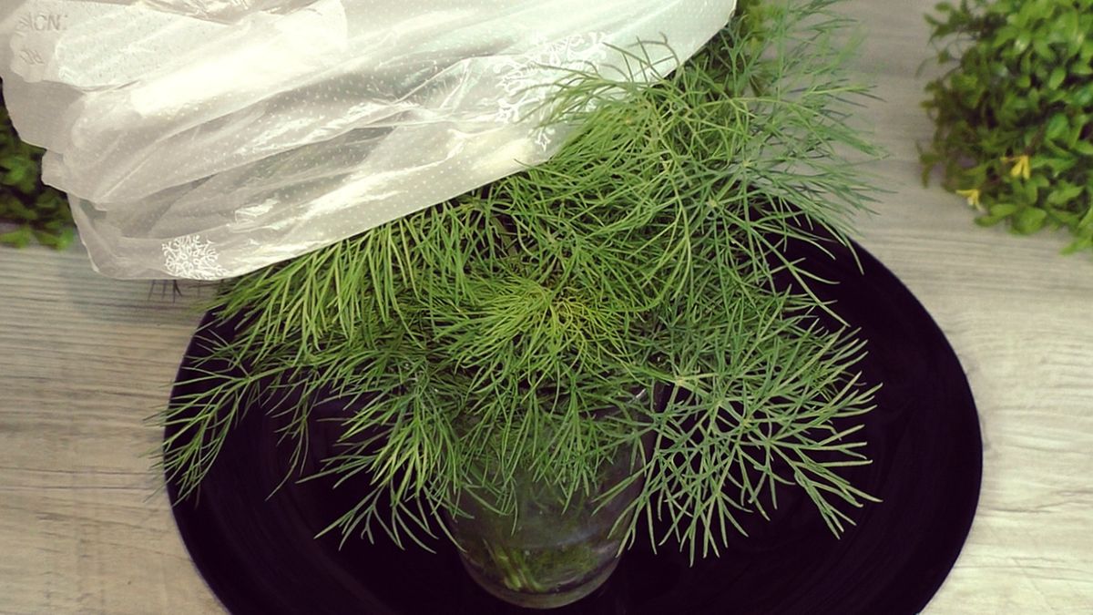 Как сохранить зелень свежей: простые советы на праздничный сезон