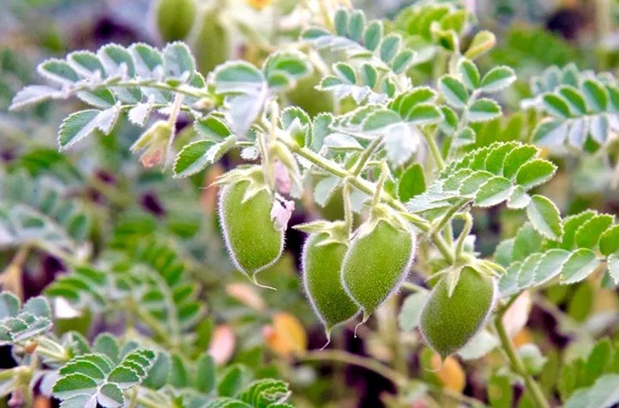 Чечевица: полезный и универсальный ингредиент для ваших блюд