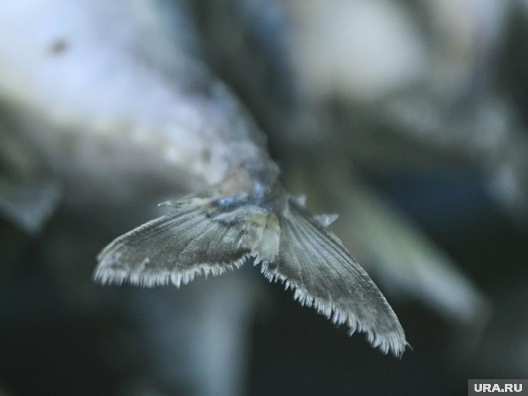 ��������� ������: ������� ������������ ���� �� ���������� �����