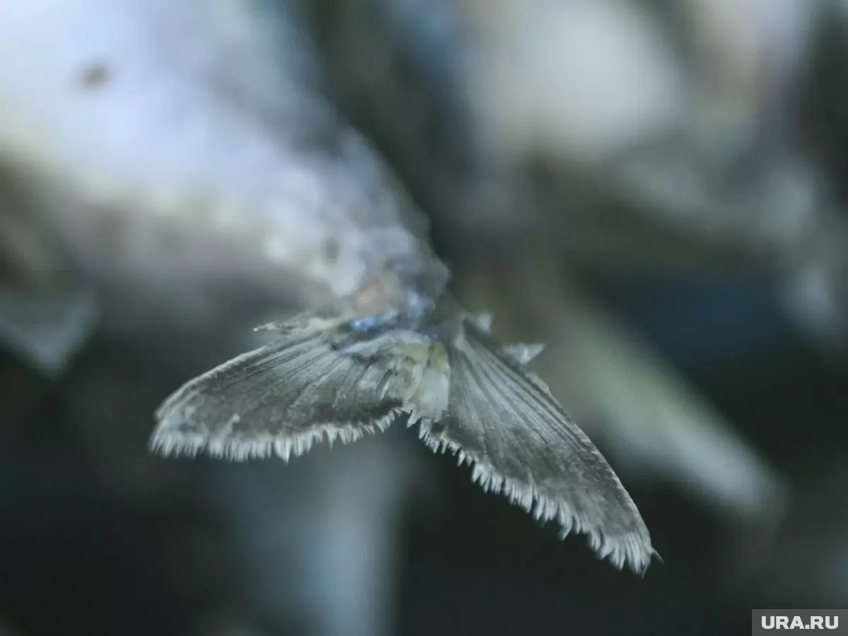 Доступный минтай: секреты популярности рыбы на российском рынке