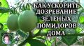 Помидоры, которые не боятся холода: как ускорить процесс созревания