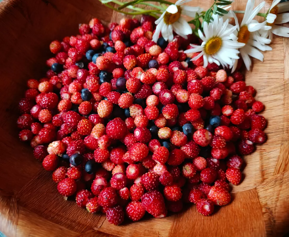 Летние приключения на благо природы
