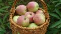 Пять вкуснейших рецептов яблочных пирогов для уютного настроения