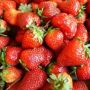 Клубника Мария: ранняя ягода с удивительными свойствами
