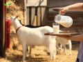 Молочные продукты: открываем секреты пользы и вреда!